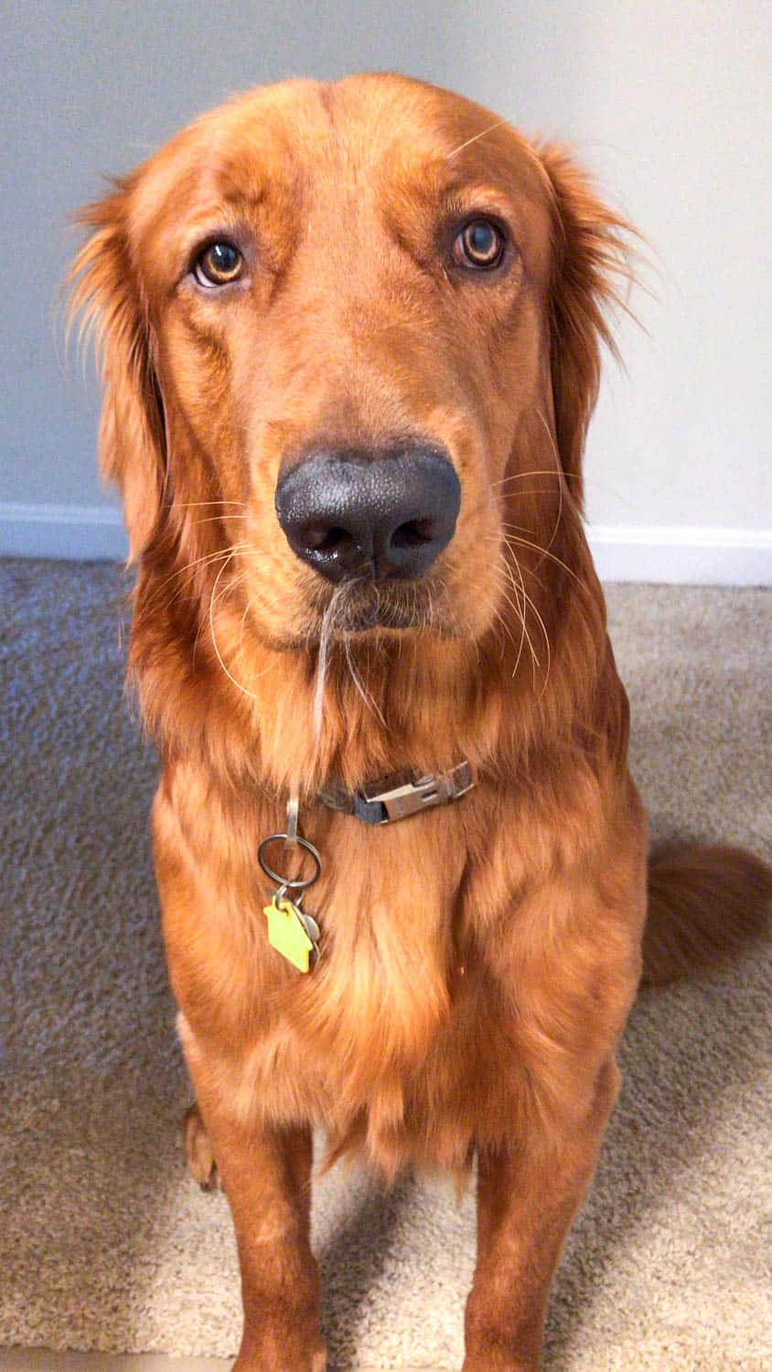 Logan the Golden Dog with cat fur in his mouth.