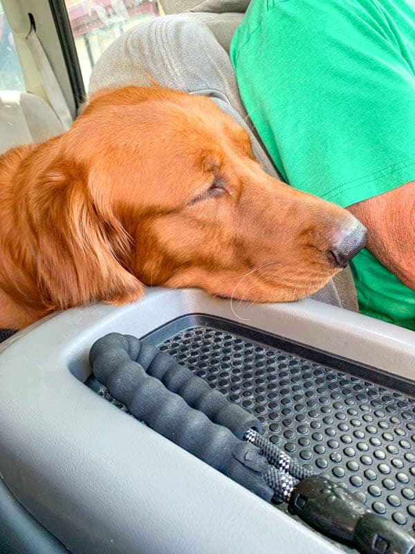Logan the Golden Dog falling asleep in the car on the way home from Philadelphia.