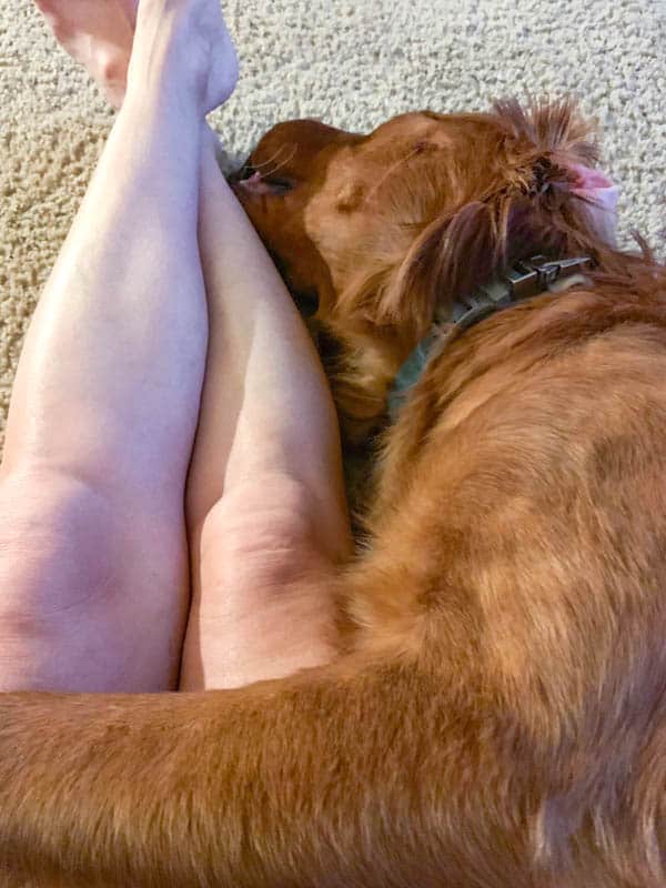 Logan the Golden Dog hanging out with mom in the morning.