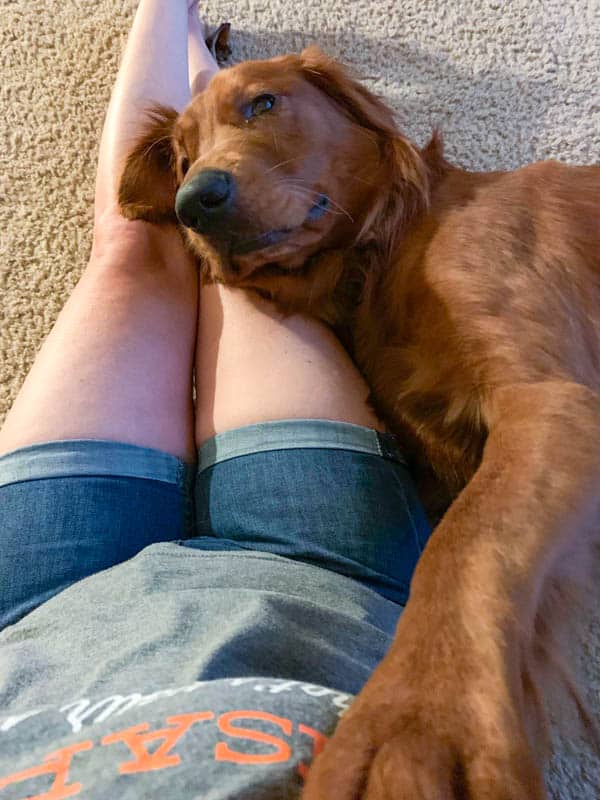 Logan the Golden Dog relaxing with mom.