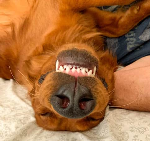 Logan the Golden Dog relaxing on a Sunday morning.