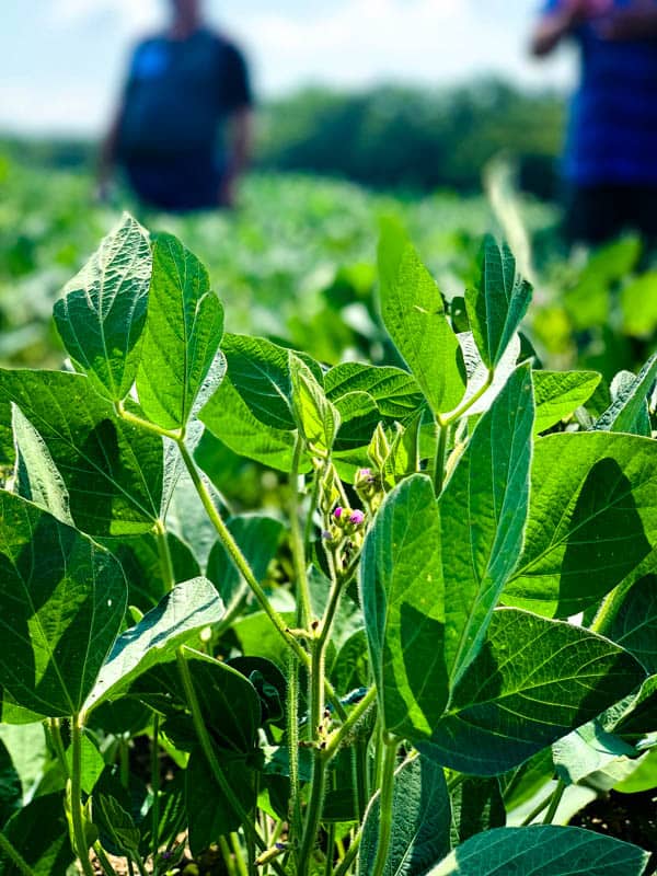 A soybean plant.