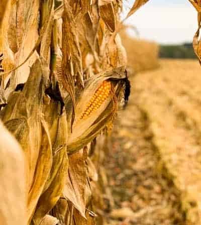 Corn stalks and an ear of corn at Kuiper farm in Iowa.