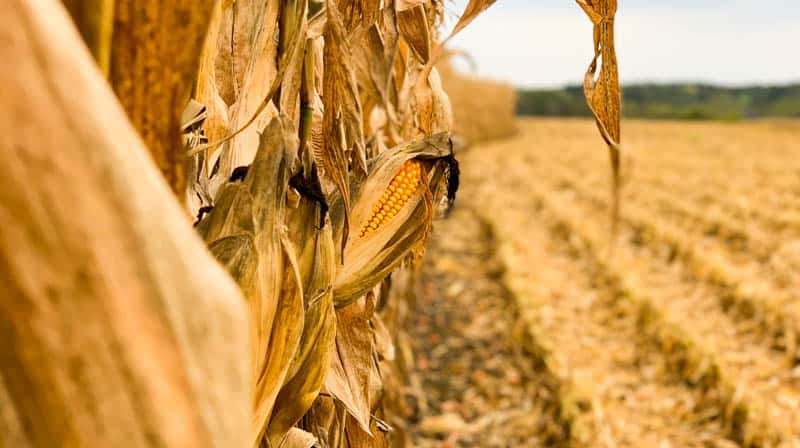 Corn stalks and an ear of corn at Kuiper farm in Iowa.