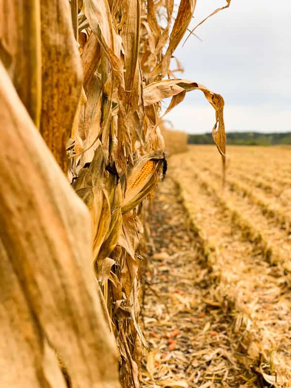 Corn at Kuiper Farm, Iowa.