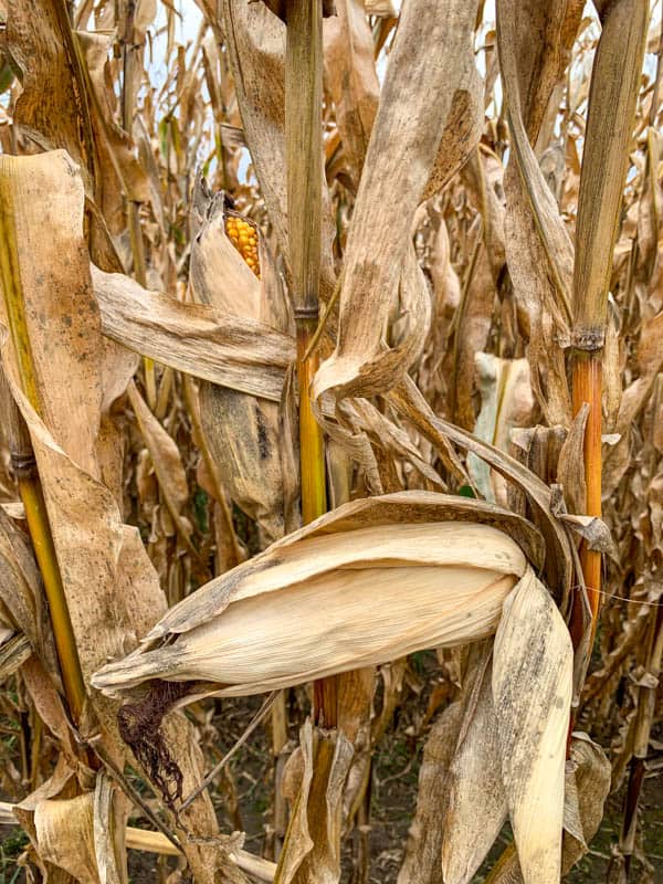 Stalks of corn before harvesting.