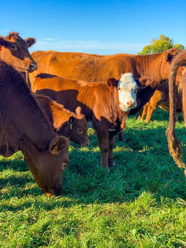 Rowe's Red Cows grazing in the pasture.