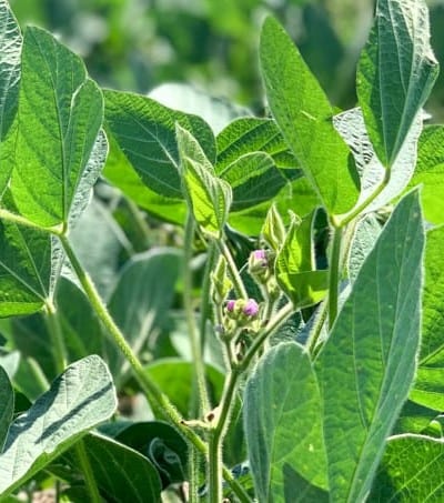 Soybean plants