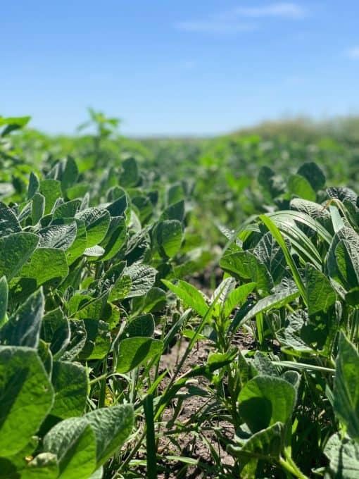 The early stage of soy plants growing at Struthers Farm in Collins, Iowa.