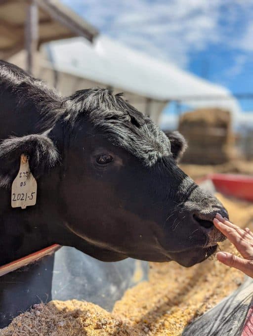 A cow sniffing a hand.